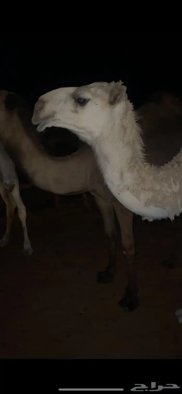 حشو قعدان 3