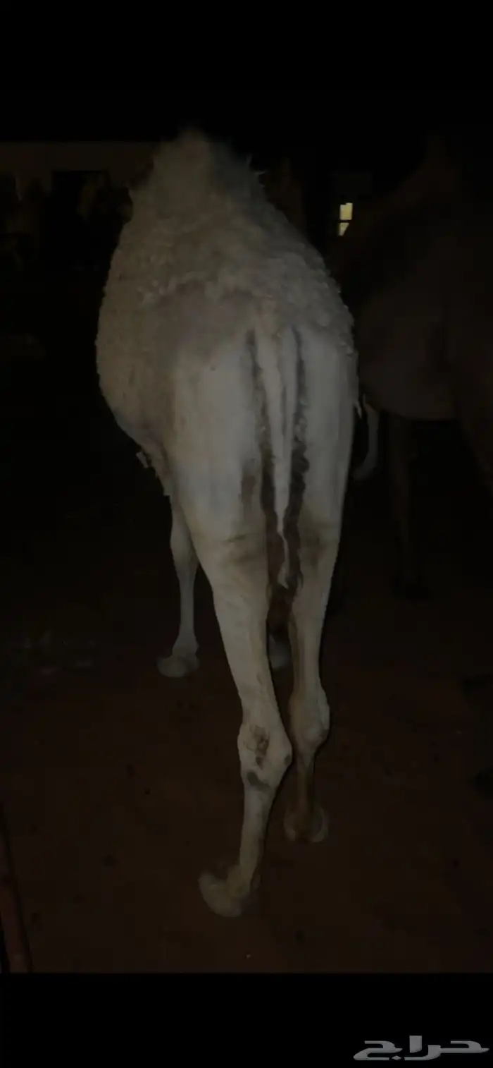 حشو قعدان 5