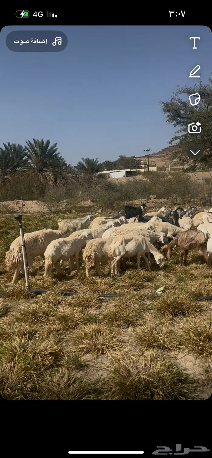غنم حرية 1