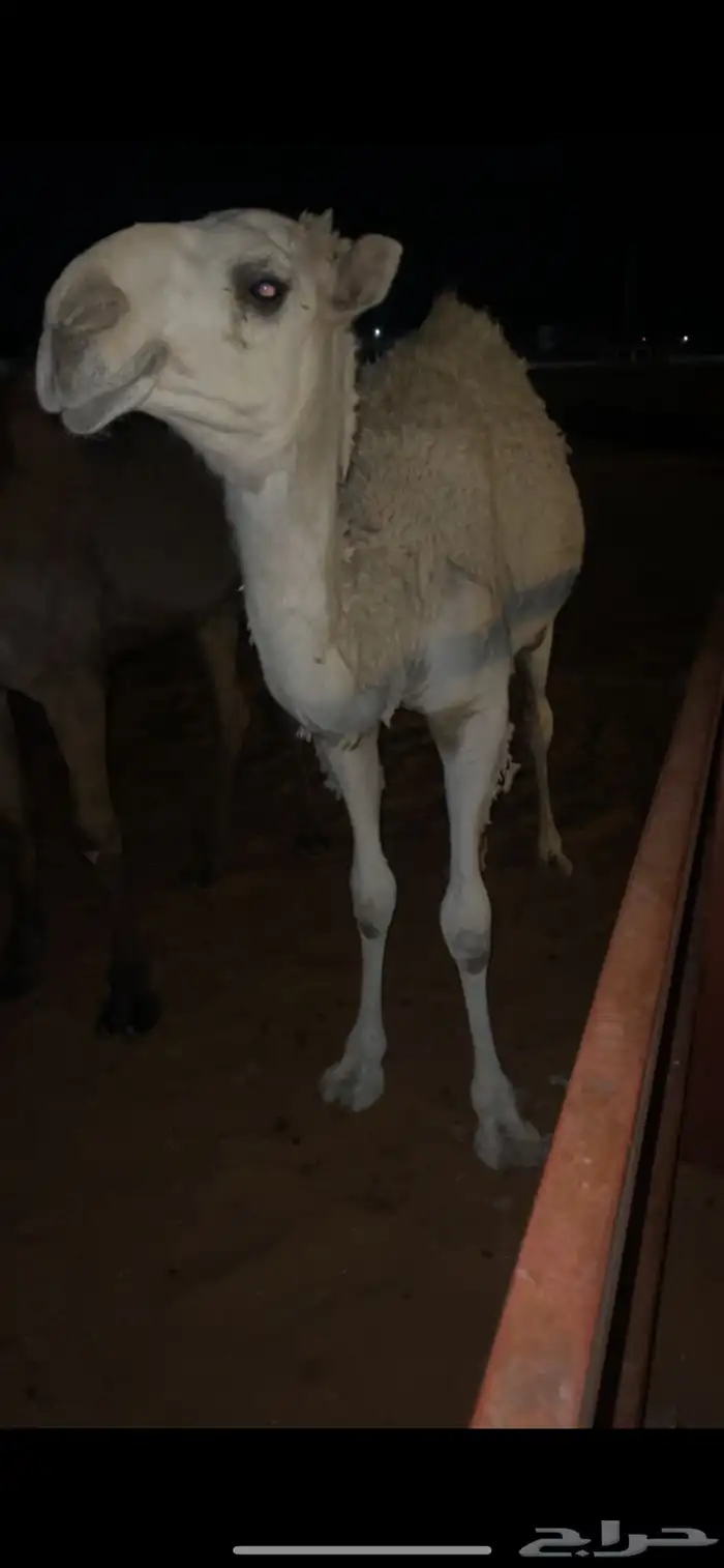 حشو قعدان 1