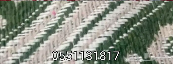 حنبل الشاص 3