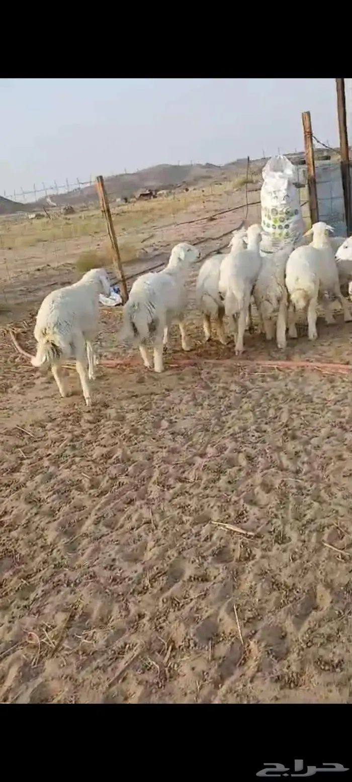 شحم اضاحي سواكن. رخال .تيوس 12