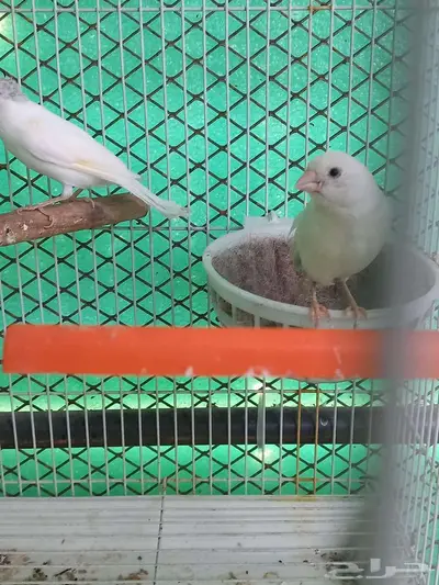 السلام عليكم ورحمة الله جوزين كناري مع انتاجهن 4