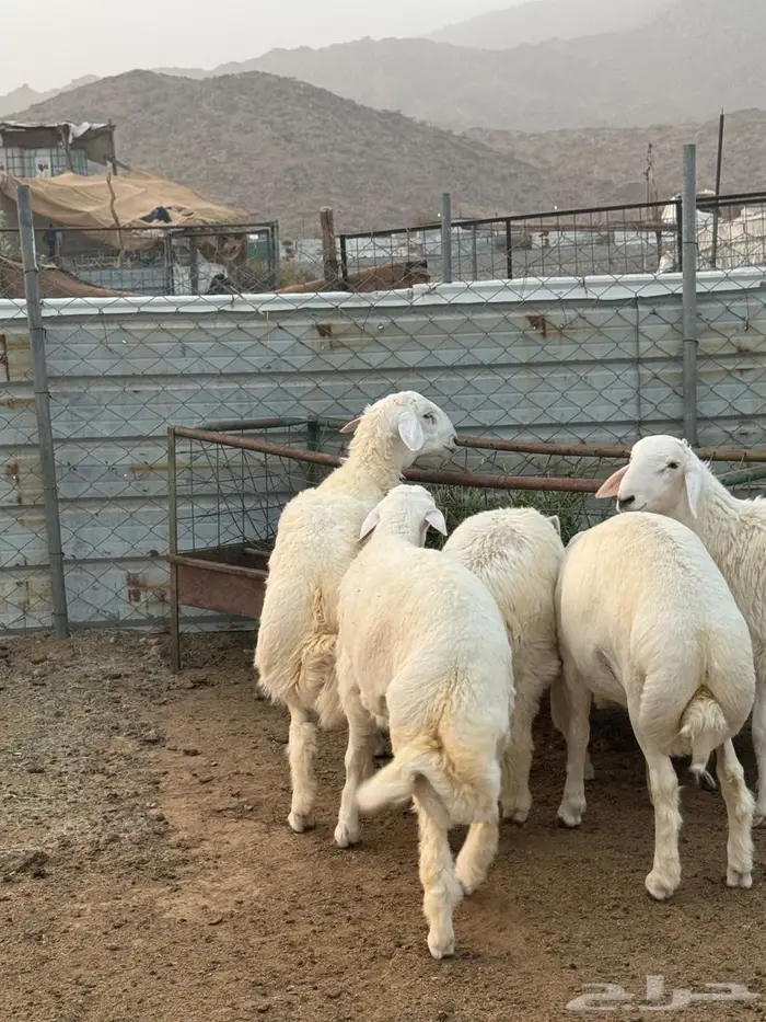 طليان أضاحي فل شحم 2