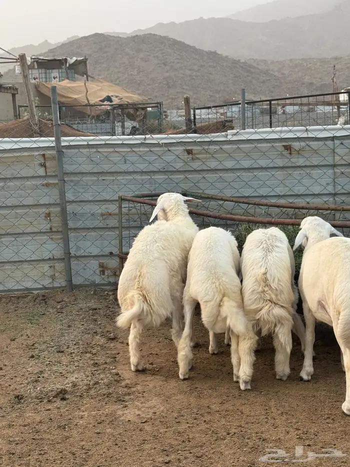 طليان أضاحي فل شحم 1