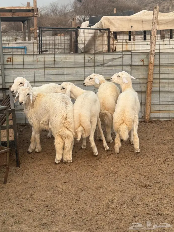 طليان أضاحي فل شحم 0