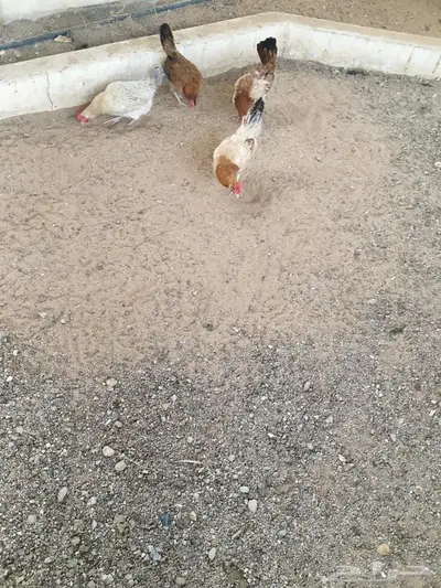 دجاج بياض للبيع 1