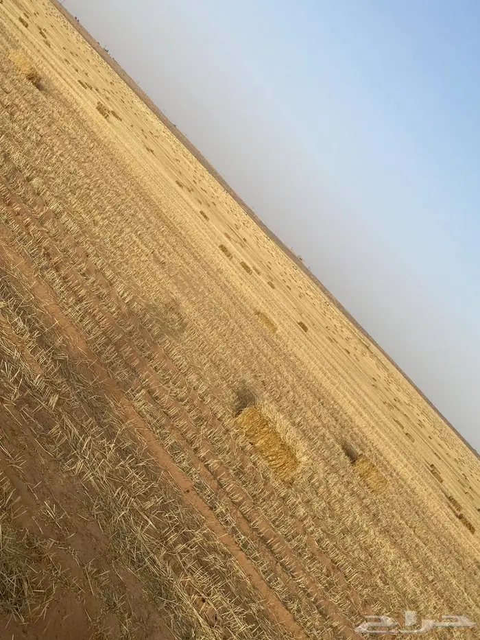 تبن معيا ناعم يصلح لجميع الحلال 1