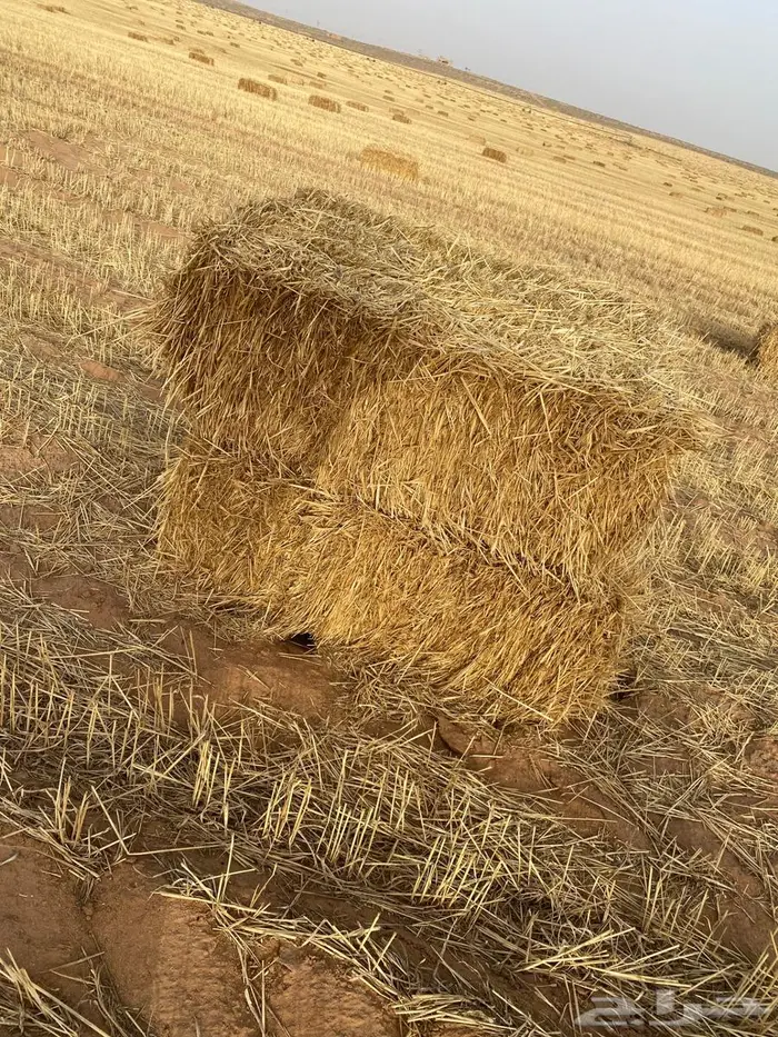 تبن معيا ناعم يصلح لجميع الحلال 2