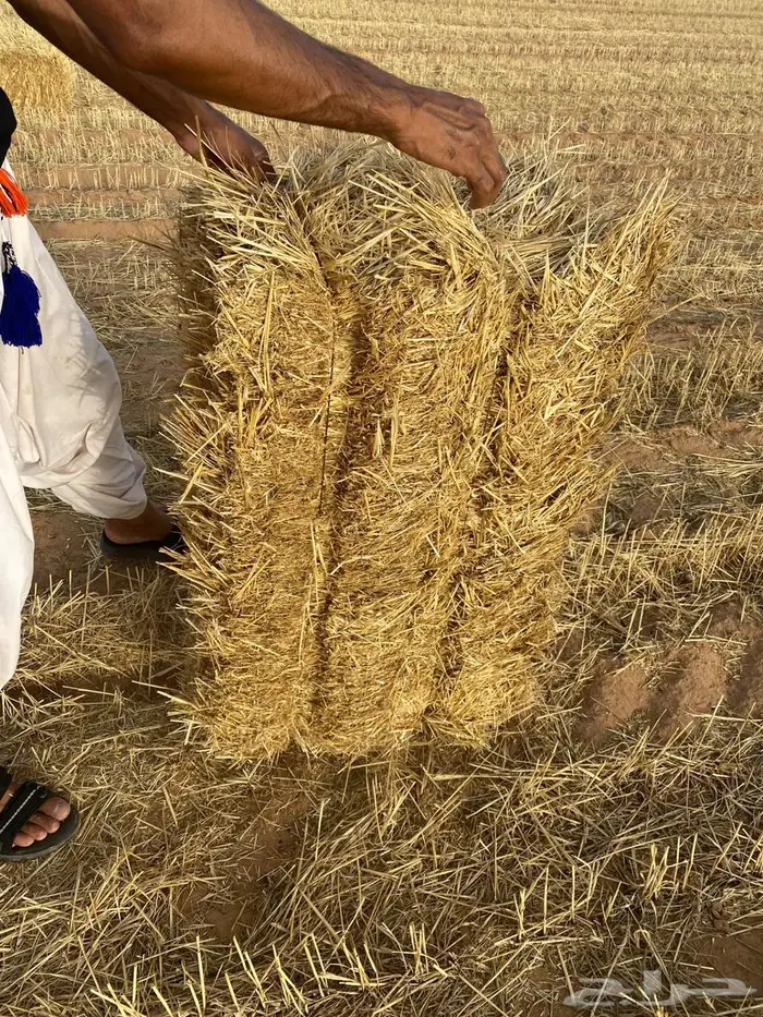 تبن معيا ناعم يصلح لجميع الحلال 4
