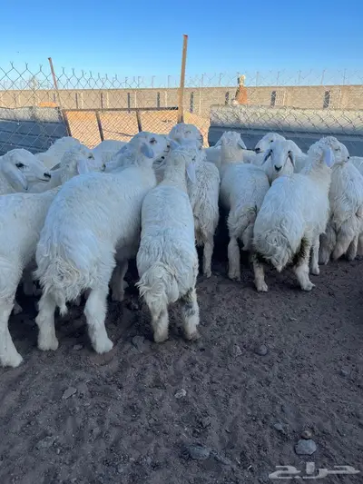 تم البيع طليان حريه ونجد اضاحي 3