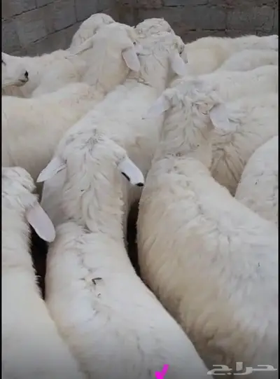 تم البيع طليان حريه ونجد اضاحي 1