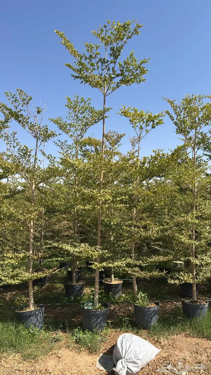 اشجار زينة .أشجار ظل . بنسيانا . لسان العصفور .أكاسيا .لبخ 12