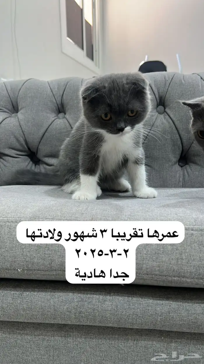 قطط كيتن للبيع 1