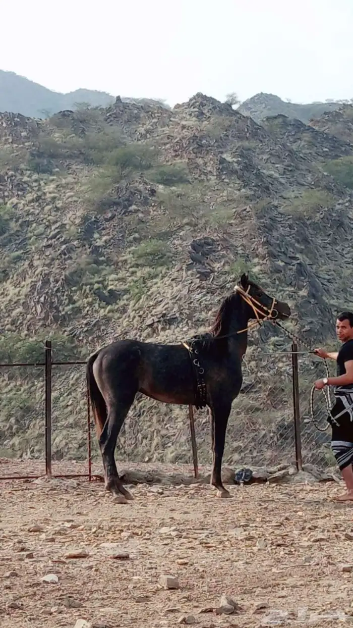 خيل شعبي 5