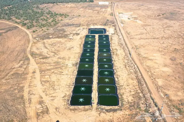 مزرعة للبيع غرب الشيحية 14