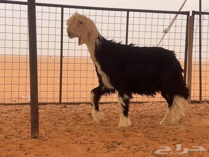 جذع نجدي مشروع فحل خصم ((تم البيع)) 3