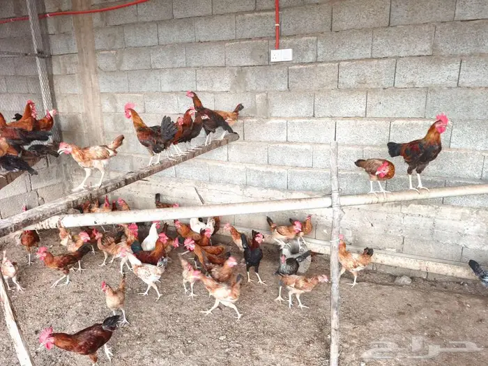 دجاج بلدي 2