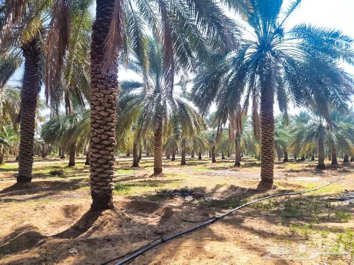 مزرعة للبيع غرب الشيحية 10