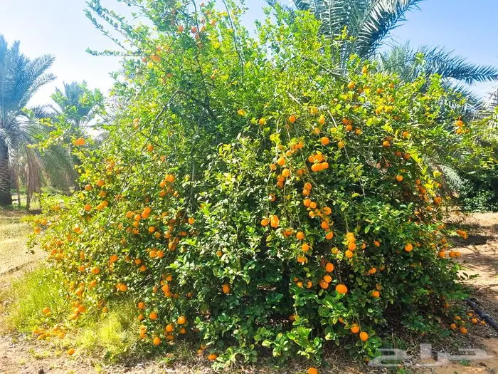 مزرعة للبيع غرب الشيحية 11