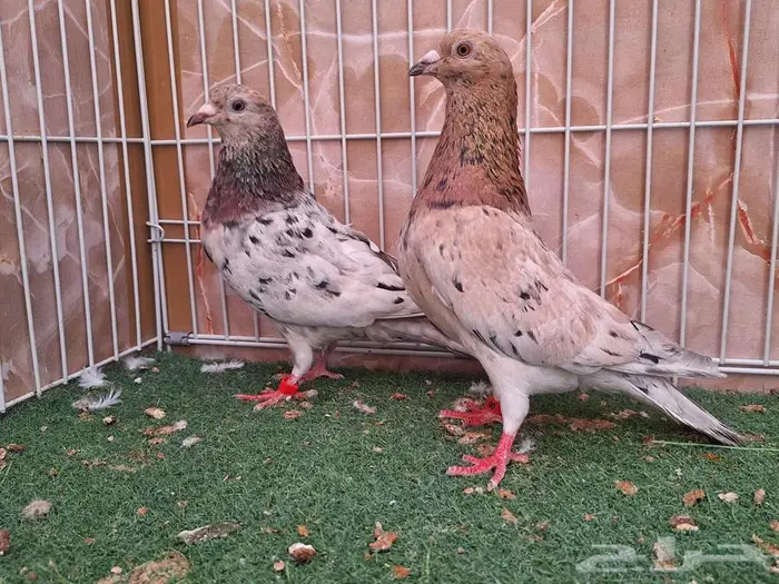 جوز زاجل الموند لون مميز 3