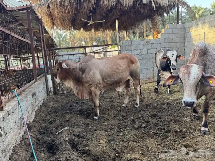عجل برازيلي 4