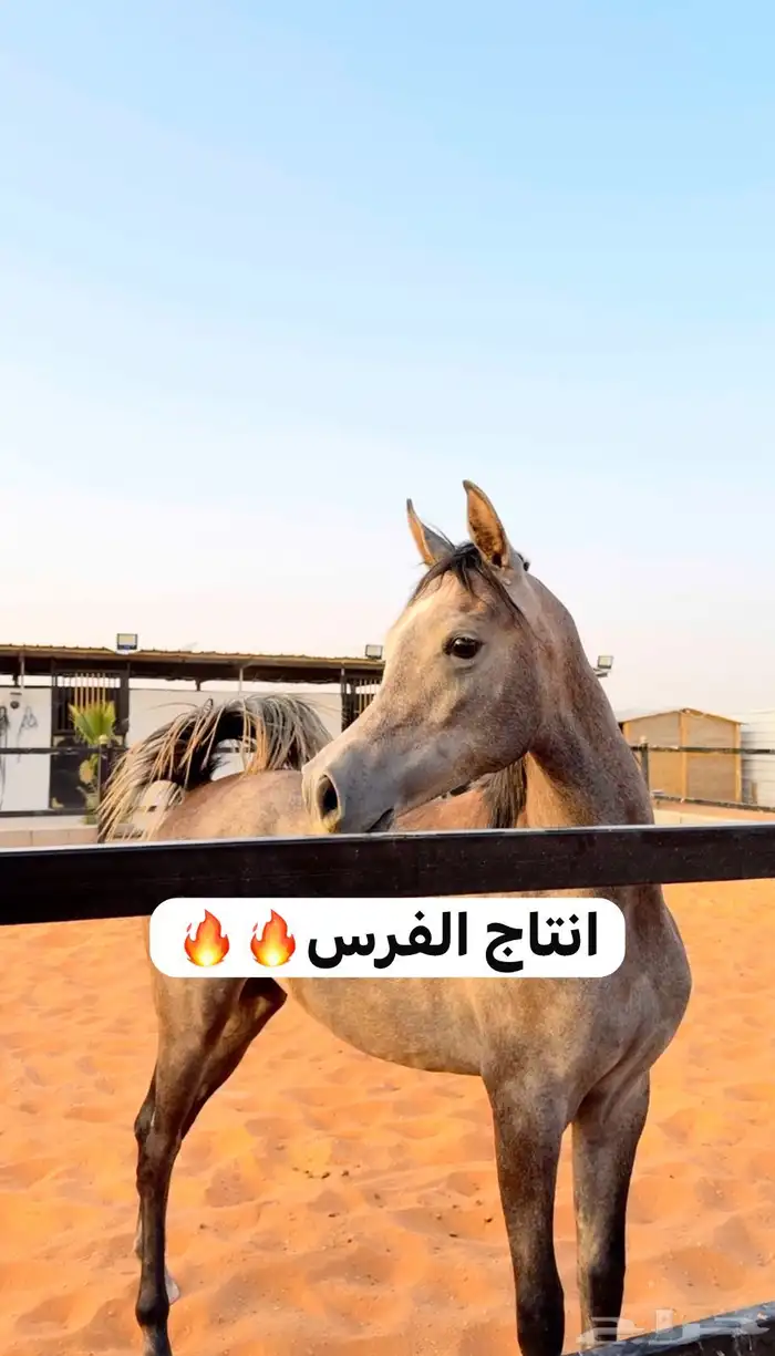 فرس واهو فاخره لقاح ومنتجه 6