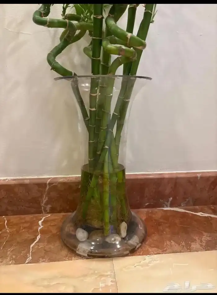 مزهريه 1