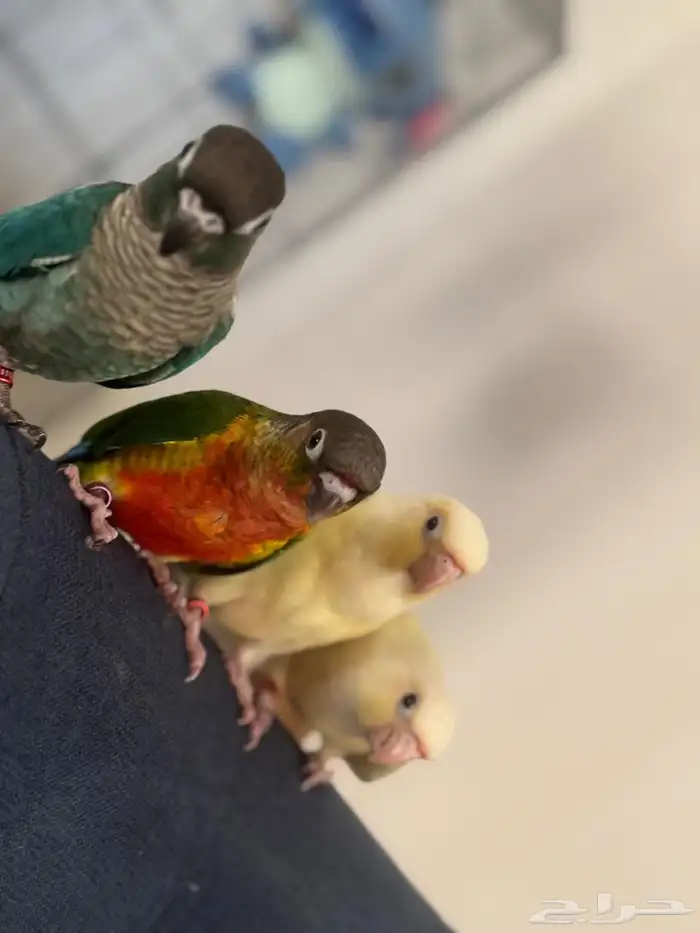 هدد وأليفه أجمل المستويات والصبغات القويه 2