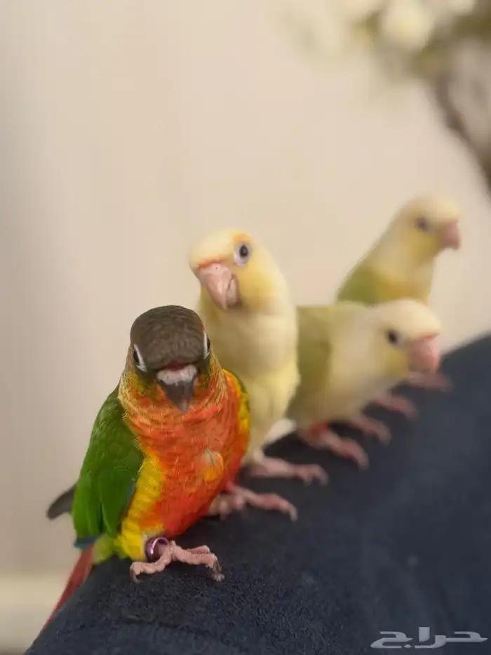 هدد وأليفه أجمل المستويات والصبغات القويه 1