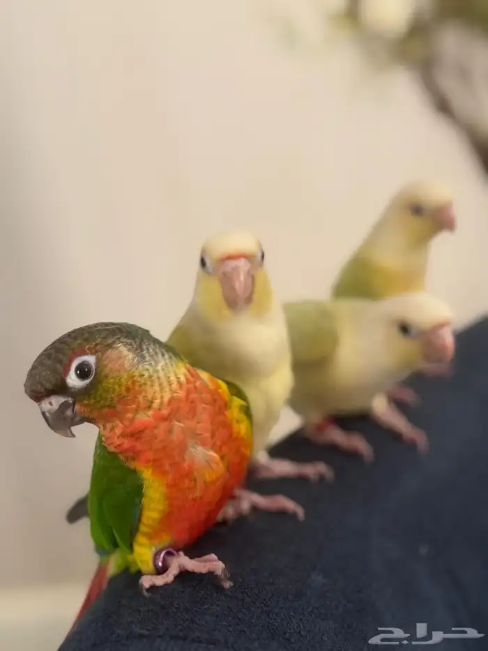 هدد وأليفه أجمل المستويات والصبغات القويه 0