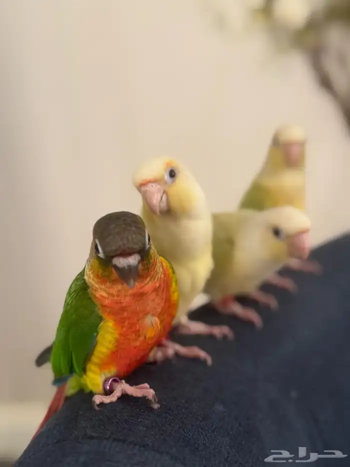 هدد وأليفه أجمل المستويات والصبغات القويه 3