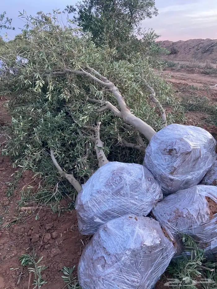 اشجار زيت زيتون 0