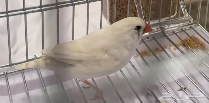 جوز زيبرا مع قفص كبير 3