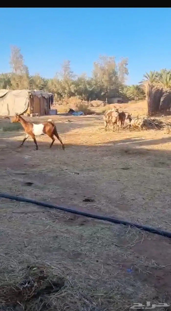 للبيع غنم 3