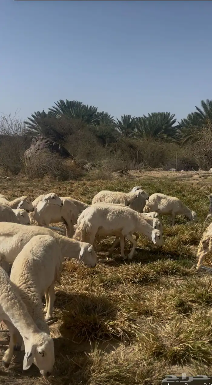 غنم حرية 0