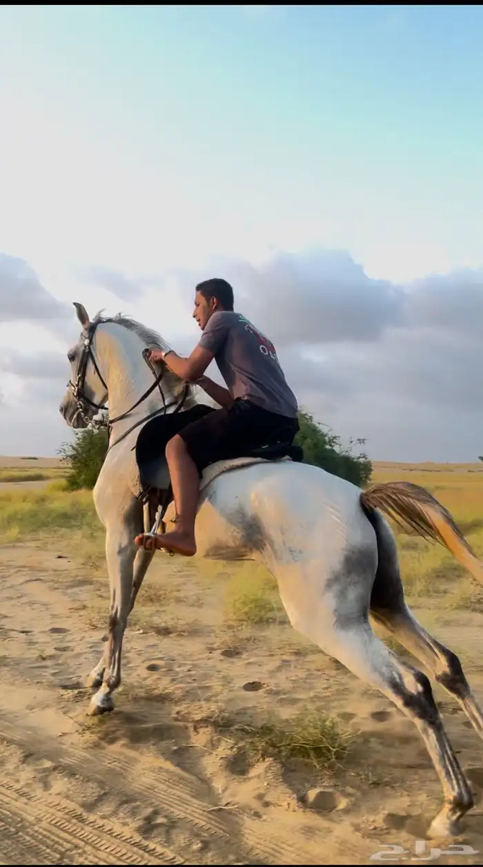 حصان شعبي شييخ 4