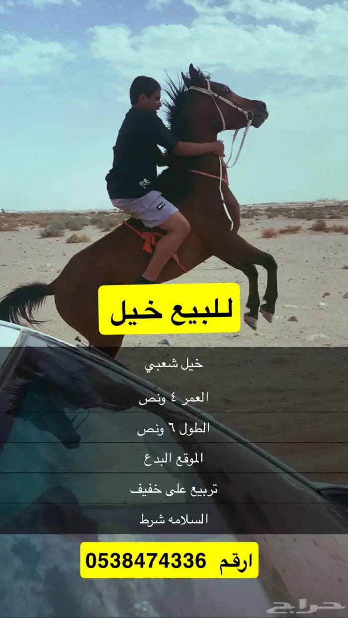 خيل للبيع 0