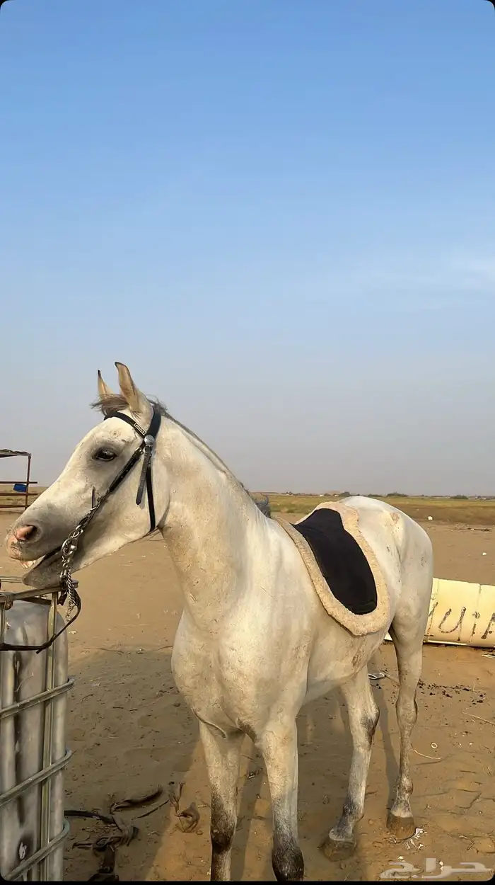 حصان شعبي شييخ 2