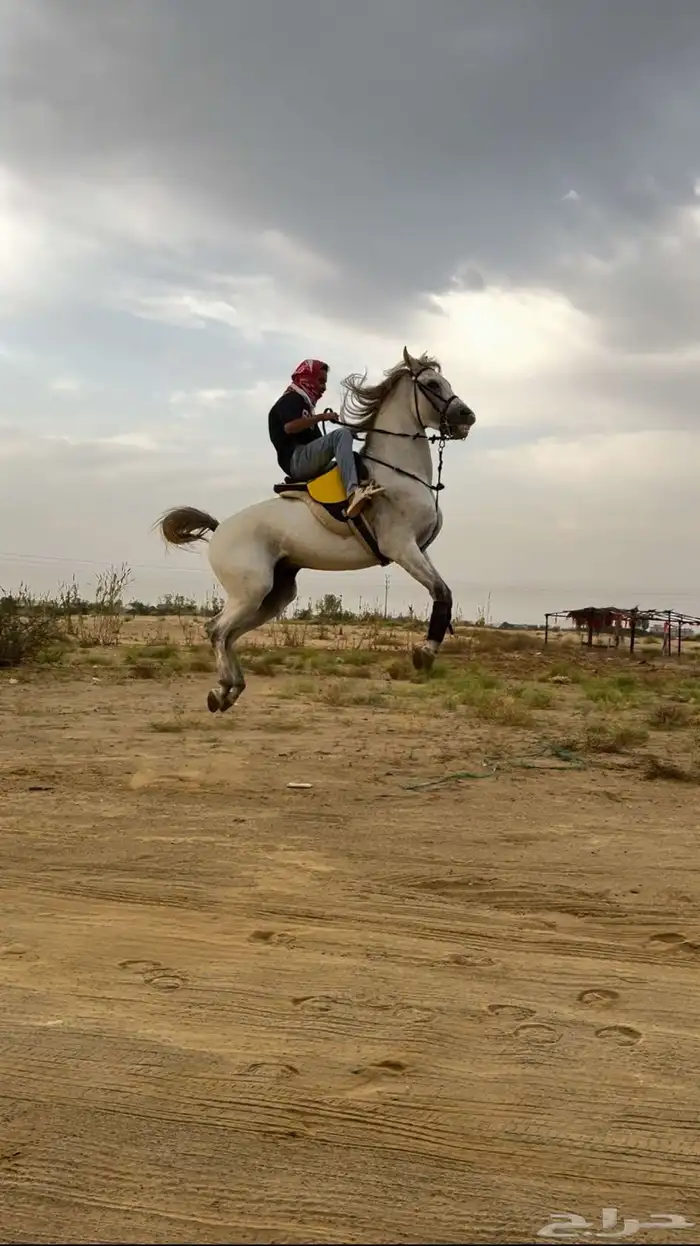 حصان شعبي شييخ 0