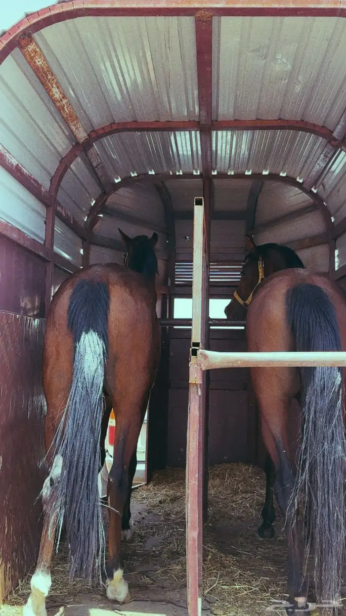 عربه خيل 0