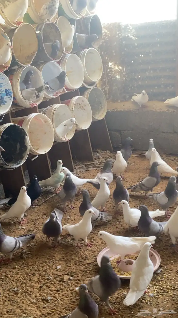 حمام سلفر وفرنسي 0