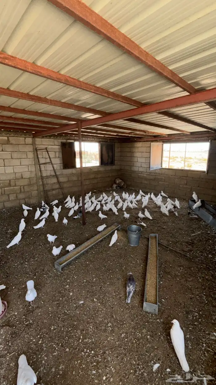 حمام فرنسي العدد 65 جوز يزود او ينقص 0