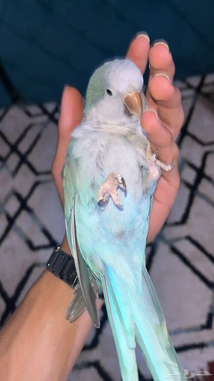 السلام عليكم ورحمه الله وبركاته عندي عرض ببغاء 0