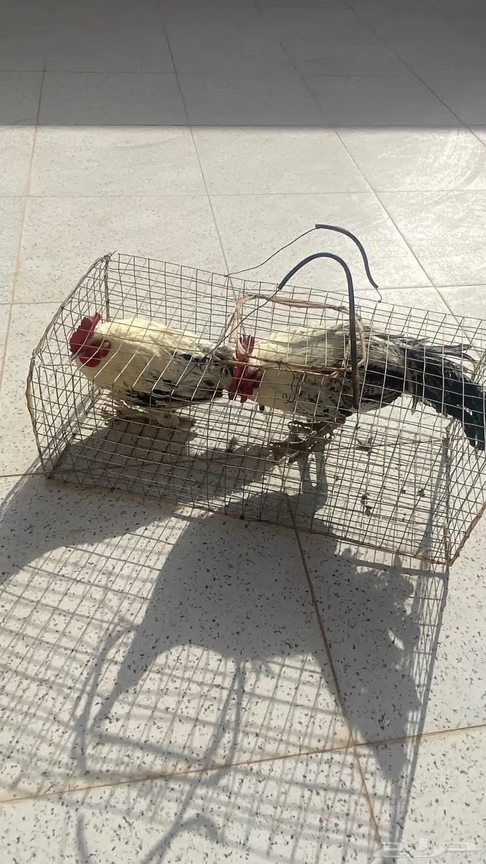 ديوك فيومي 0