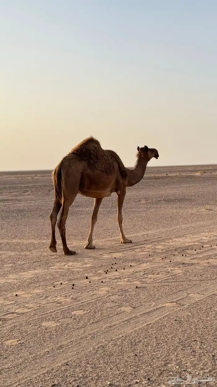 ناقه حايل 0