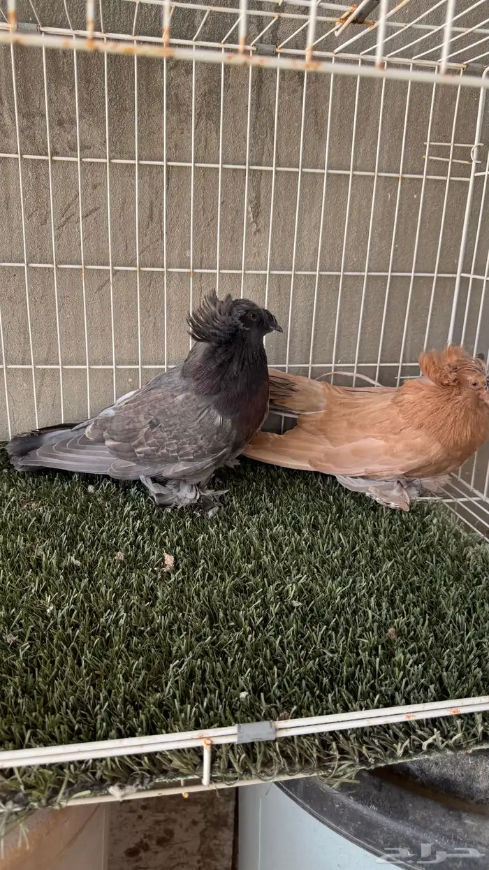 بخاره حامل بارليس 4