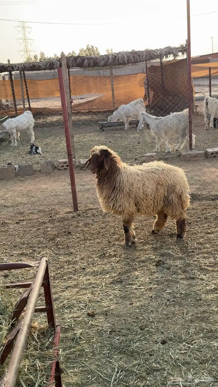 رخل ضحيه تم البيع 1