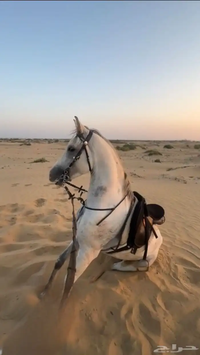 حصان شعبي شييخ 1
