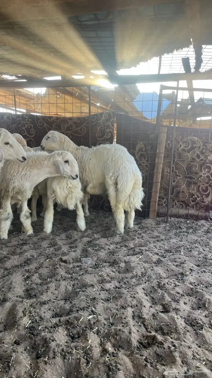 ضحايا فاخره وجبره 1